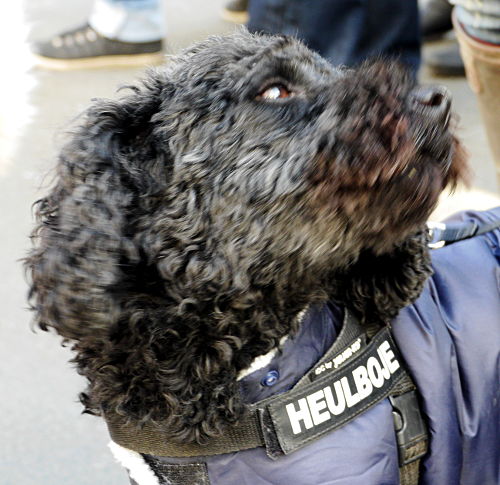 © www.mutbuergerdokus.de: Demonstration gegen Pelz 2015