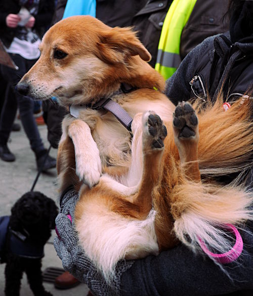 © www.mutbuergerdokus.de: Demonstration gegen Pelz 2015