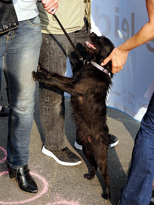 © www.mutbuergerdokus.de: 4. Mahnwache vor dem Schlachthof Viersen