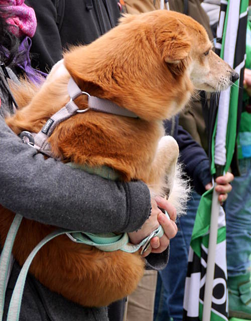 © www.mutbuergerdokus.de: Tierrechtsdemonstration Düsseldorf 2015