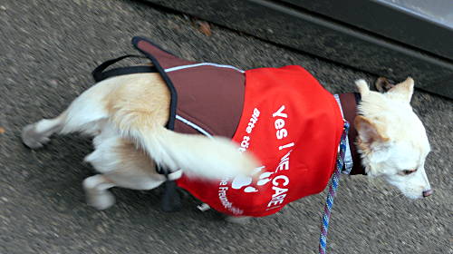 © www.mutbuergerdokus.de: Tierrechtsdemonstration Düsseldorf 2015