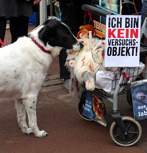 © www.mutbuergerdokus.de: Fackelmahnwache gegen Tierversuche