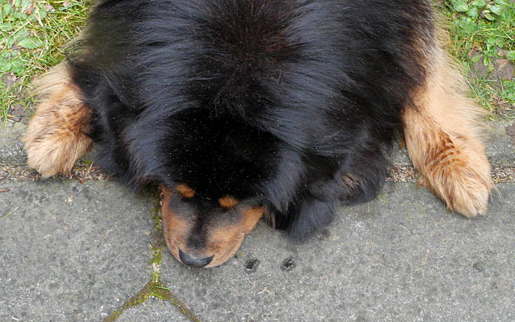 © www.mutbuergerdokus.de: 'Protest gegen AfD'