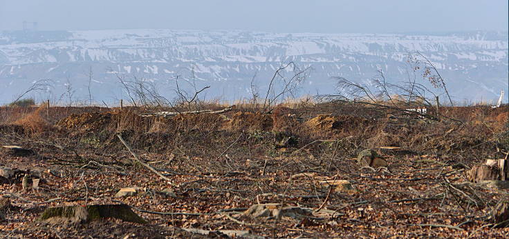 © www.mutbuergerdokus.de: Aktion 'Rote Karte für RWE' - monatliche Waldführung im Hambacher Forst