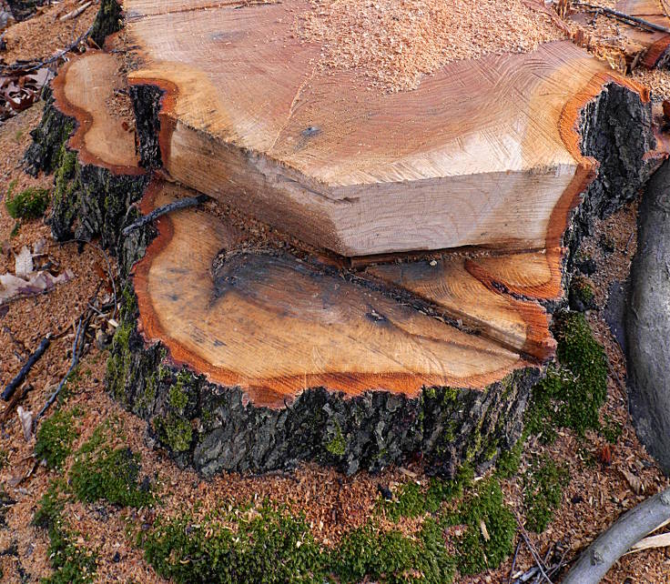 © www.mutbuergerdokus.de: Aktion 'Rote Karte für RWE' - monatliche Waldführung im Hambacher Forst