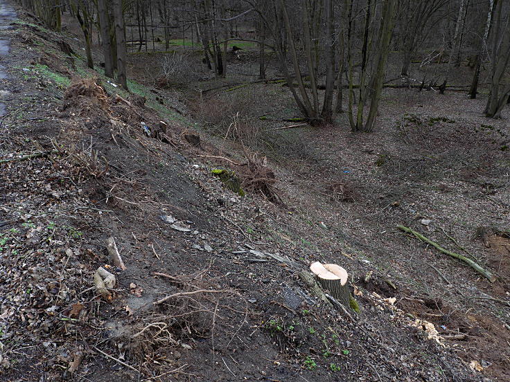 © www.mutbuergerdokus.de: Waldführung durch den Hambacher Forst