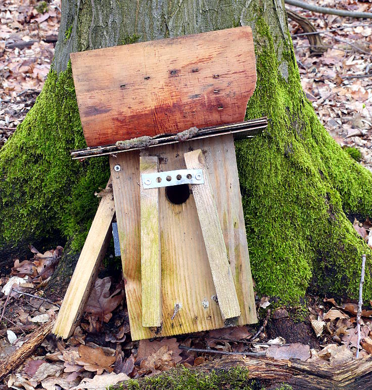 © www.mutbuergerdokus.de: Waldführung durch den Hambacher Forst