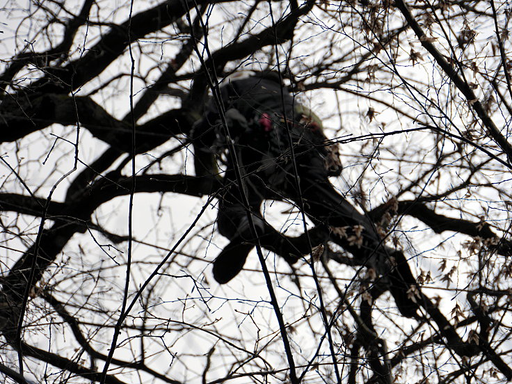 © www.mutbuergerdokus.de: Waldführung durch den Hambacher Forst