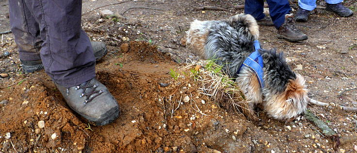 © www.mutbuergerdokus.de: Waldführung durch den Hambacher Forst