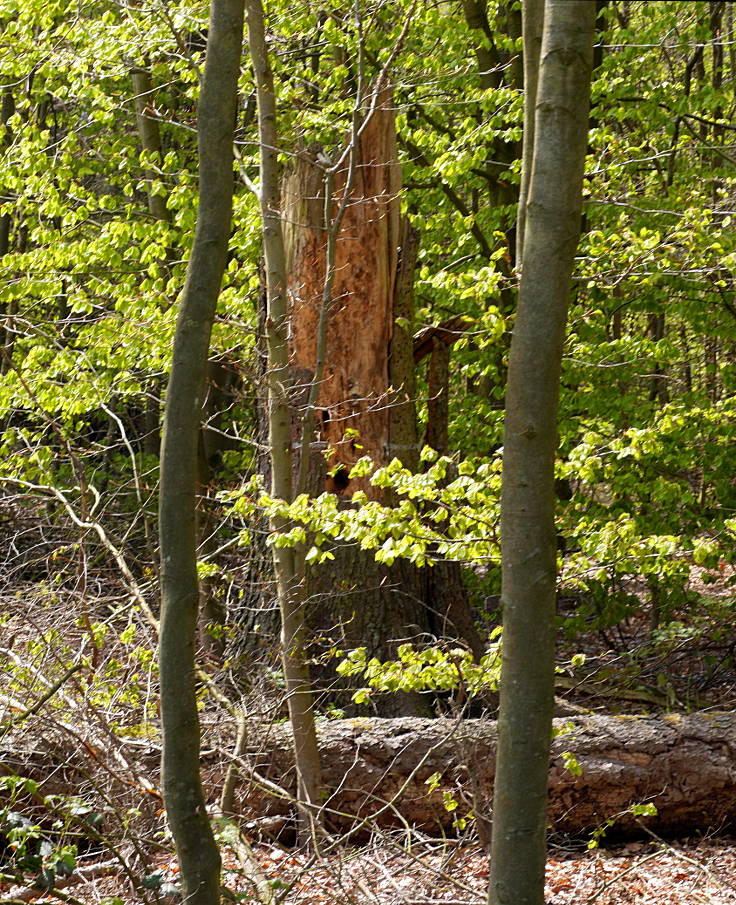 © www.mutbuergerdokus.de: 'Hambach, die andere Seite'