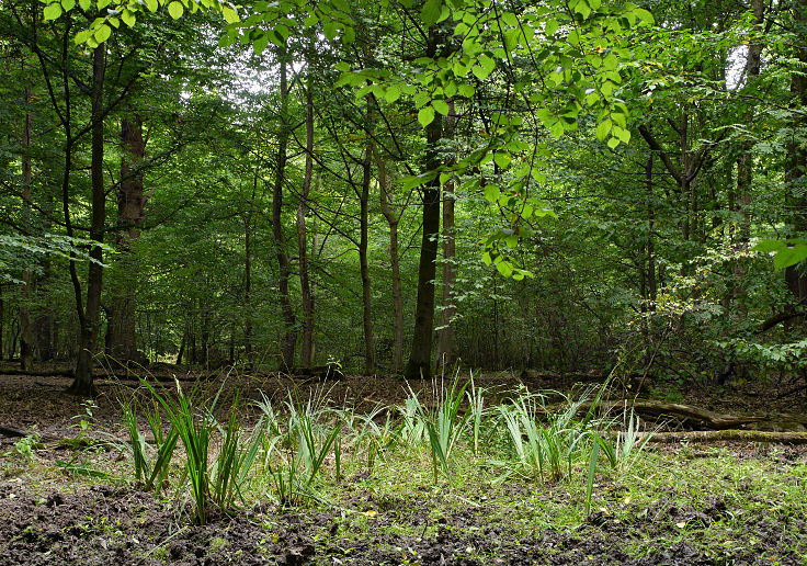 © www.mutbuergerdokus.de: 'Wald statt Kohle'