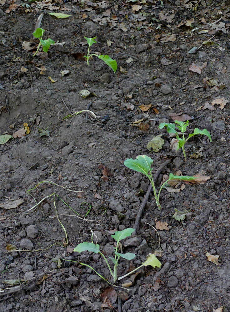 © www.mutbuergerdokus.de: 'Wald statt Kohle'