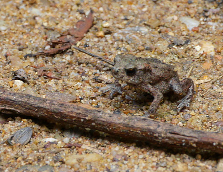 © www.mutbuergerdokus.de: 'Wald statt Kohle'