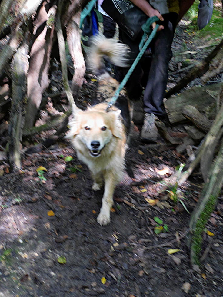 © www.mutbuergerdokus.de: 'Wald statt Kohle'