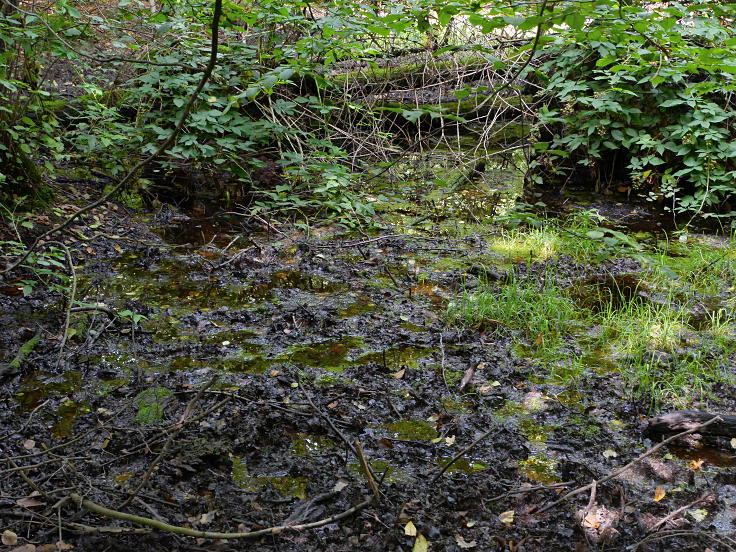 © www.mutbuergerdokus.de: 'Wald statt Kohle'