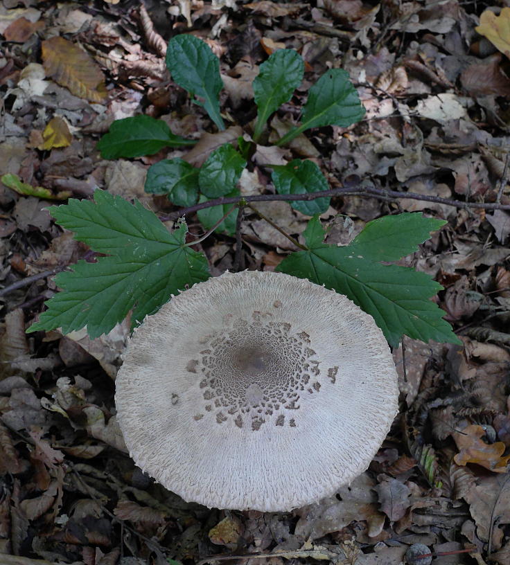 © www.mutbuergerdokus.de: 'Wald statt Kohle'