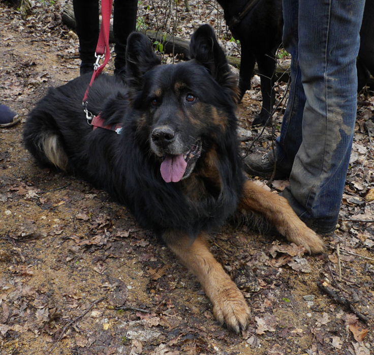 © www.mutbuergerdokus.de: 'Wald statt Kohle' - 4 Jahre Waldführung im Hambacher Forst