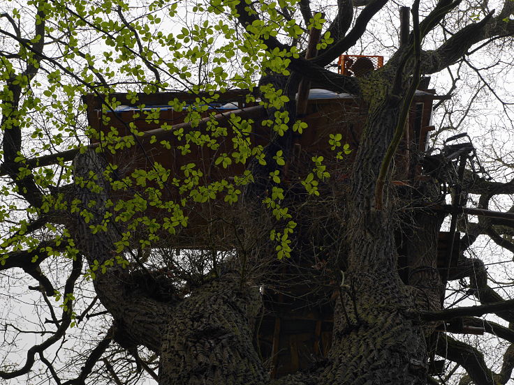 © www.mutbuergerdokus.de: 'Wald statt Kohle' - 4 Jahre Waldführung im Hambacher Forst