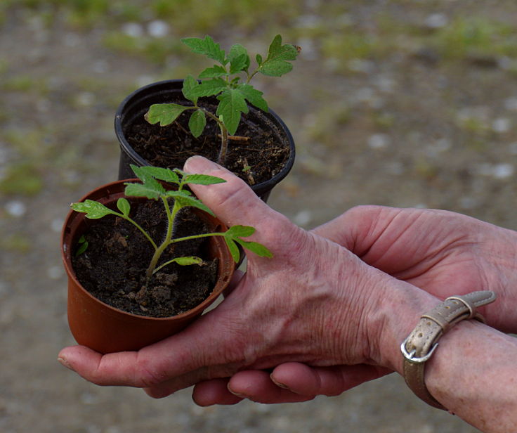 © www.mutbuergerdokus.de: Gartenfest am 'Ökotop' zum 'Tag der Erde'