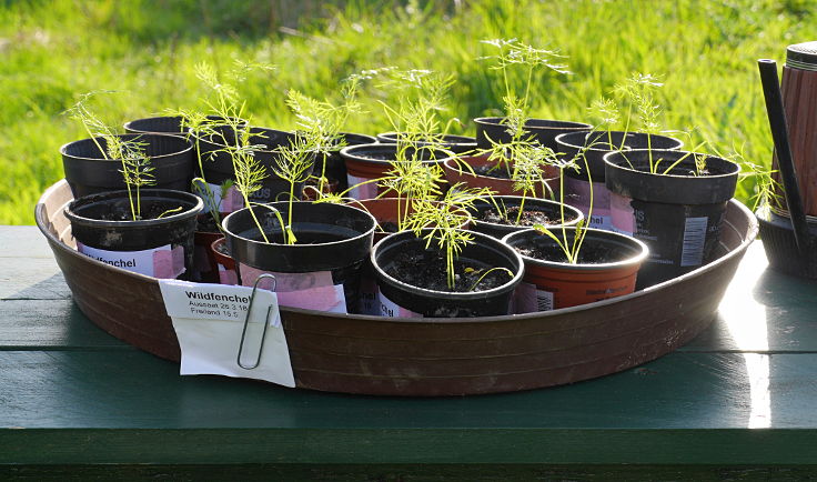 © www.mutbuergerdokus.de: Gartenfest am 'Ökotop' zum 'Tag der Erde'