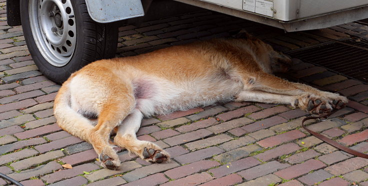 © www.mutbuergerdokus.de: 26. 'Ökomarkt Meerbusch'