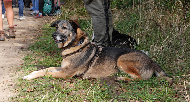 © www.mutbuergerdokus.de: Waldführung im Hambacher Forst