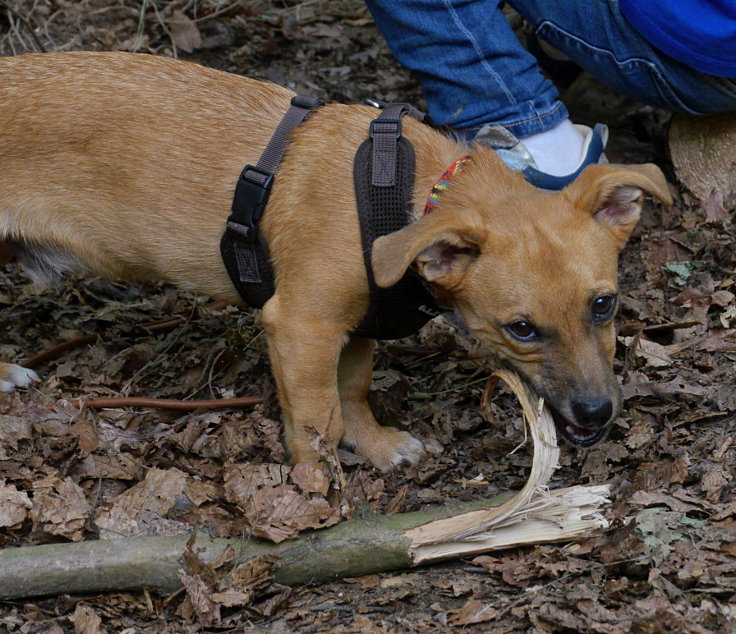 © www.mutbuergerdokus.de: Waldführung im Hambacher Forst