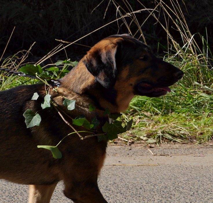 © www.mutbuergerdokus.de: Waldspaziergang durch den Hambacher Forst