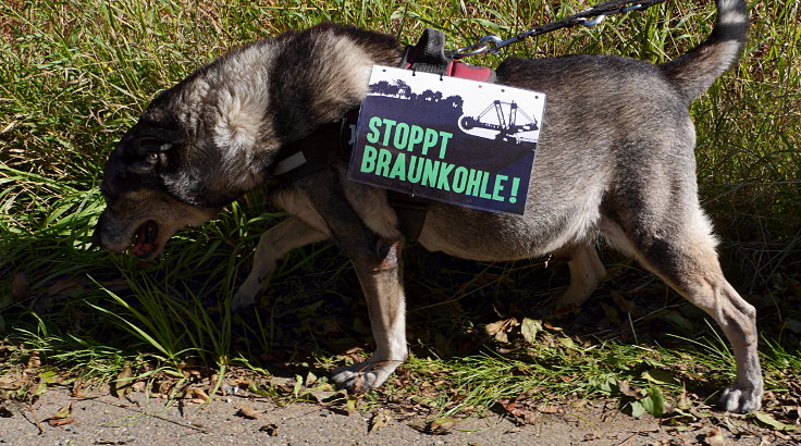 © www.mutbuergerdokus.de: Waldspaziergang durch den Hambacher Forst