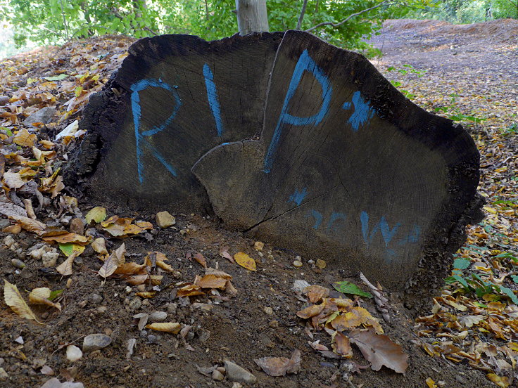 © www.mutbuergerdokus.de: Hambacher Forst: 'Der erlaubte Waldspaziergang'