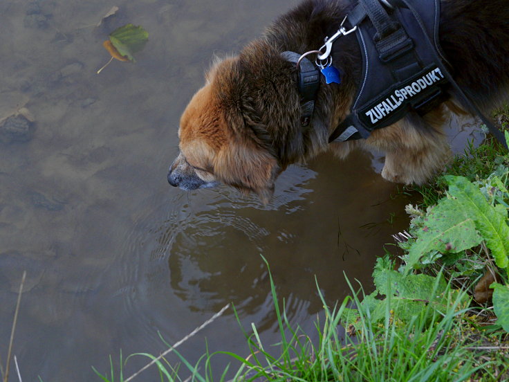 © www.mutbuergerdokus.de: 'Wald- und Dorfspaziergang in & um Keyenberg'