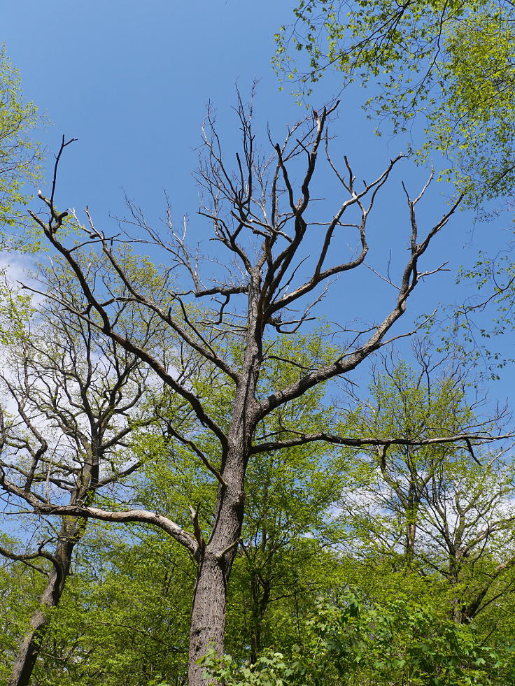 © www.mutbuergerdokus.de: '7 Jahre Waldspaziergänge - Rote Linie am Hambacher Wald'