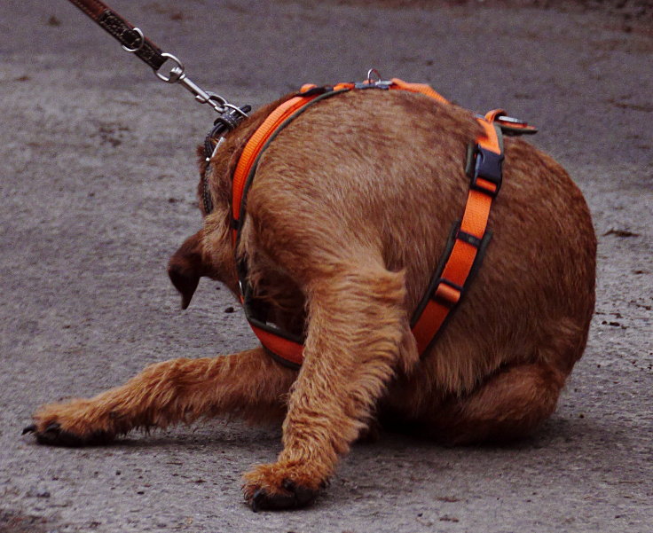 © www.mutbuergerdokus.de: Rundgang der Bürgerinitiative 'BUGA SO NICHT' auf der Königshöhe