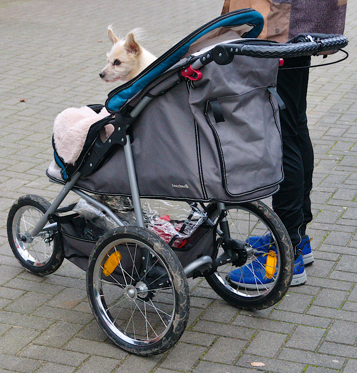 © www.mutbuergerdokus.de: 7. Meerbuscher Silvesterlauf