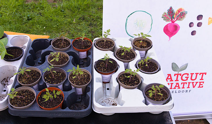 &copy; www.mutbuergerdokus.de: &Ouml;kotop Heerdt: Gartenfest zum 'Tag der Erde'