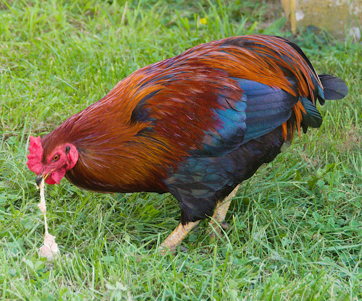 &copy; www.mutbuergerdokus.de: Tag des offenen Denkmals: Aktionstag auf Haus B&uuml;rgel