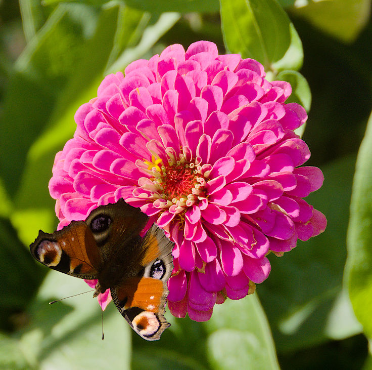 &copy; www.mutbuergerdokus.de: Tag des offenen Denkmals: Aktionstag auf Haus B&uuml;rgel