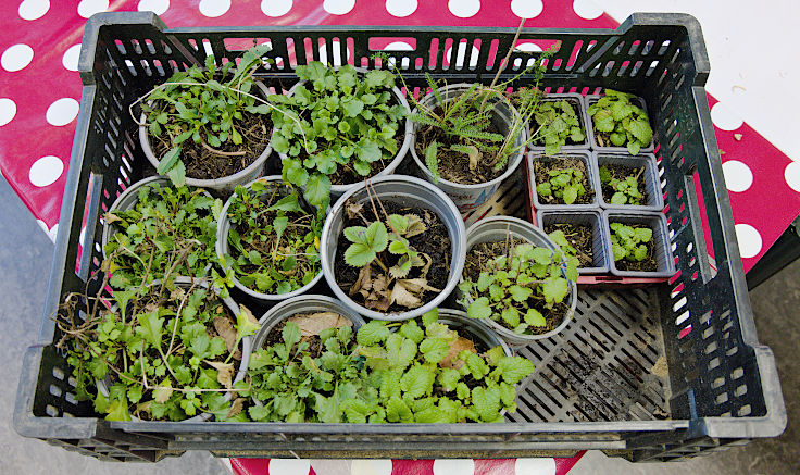 &copy; www.mutbuergerdokus.de: Saatgutfestival K&ouml;ln