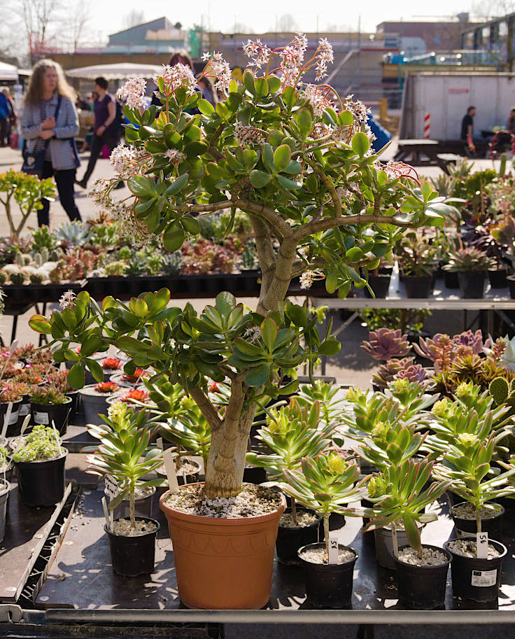 &copy; www.mutbuergerdokus.de: 9. 'Saatgut-Festival D&uuml;sseldorf'