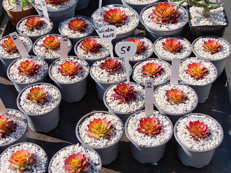 &copy; www.mutbuergerdokus.de: 9. 'Saatgut-Festival D&uuml;sseldorf'