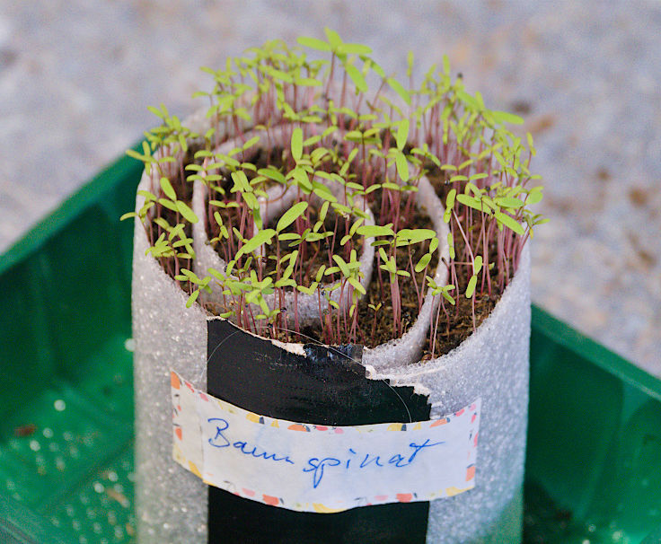 &copy; www.mutbuergerdokus.de: 9. 'Saatgut-Festival D&uuml;sseldorf'