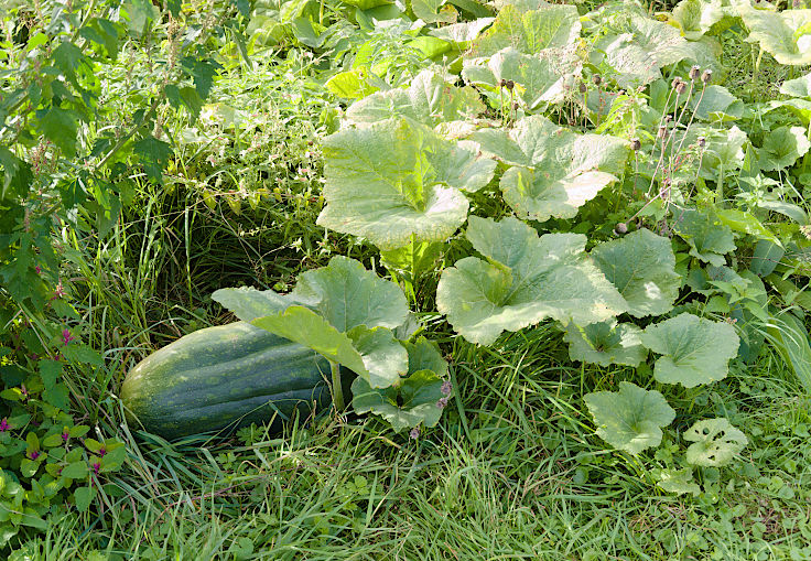 &copy; www.mutbuergerdokus.de: Tag des offenen Denkmals: Aktionstag auf Haus B&uuml;rgel