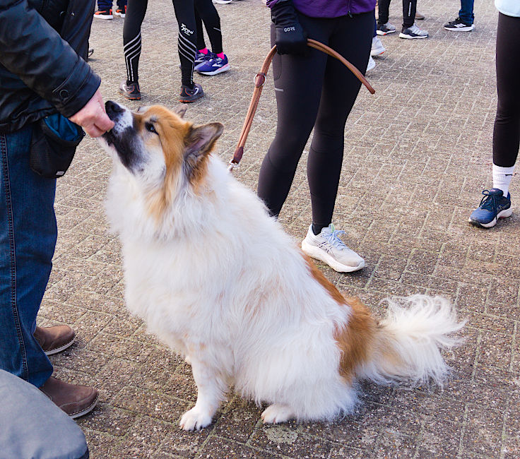 © www.mutbuergerdokus.de: 9. Meerbuscher Silvesterlauf © www.mutbuergerdokus.de: 9. Meerbuscher Silvesterlauf