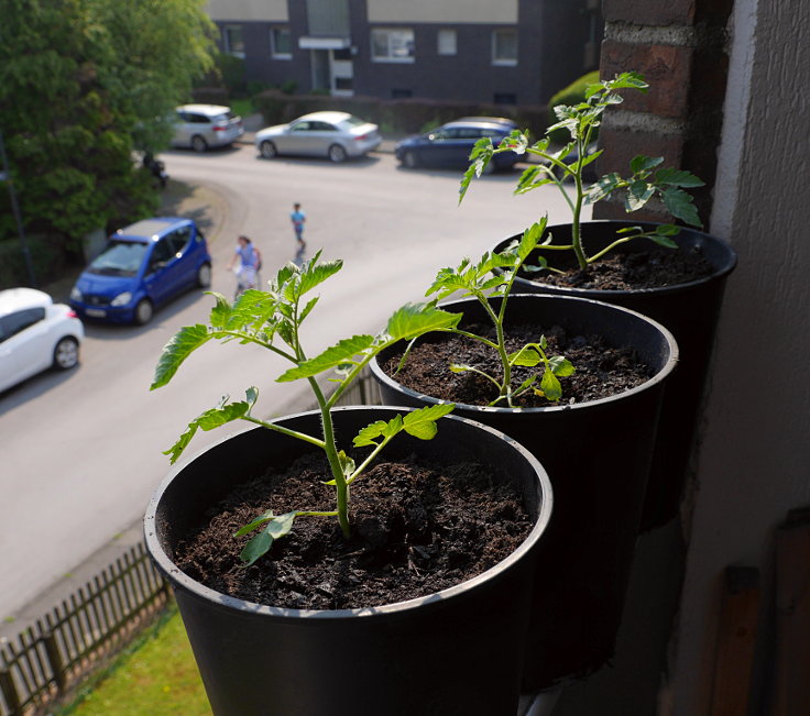 © www.mutbuergerdokus.de: Samenfeste Tomaten selbst angebaut - eine private 'Revolution auf dem Balkon' (Sorte: 'Sunviva')