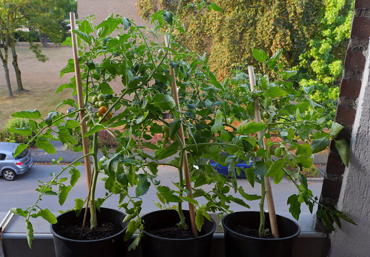 © www.mutbuergerdokus.de: Samenfeste Tomaten selbst angebaut - eine private 'Revolution auf dem Balkon' (Sorte: 'Sunviva')