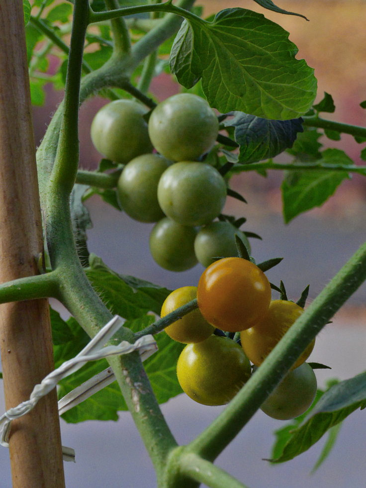 © www.mutbuergerdokus.de: Samenfeste Tomaten selbst angebaut - eine private 'Revolution auf dem Balkon' (Sorte: 'Sunviva')