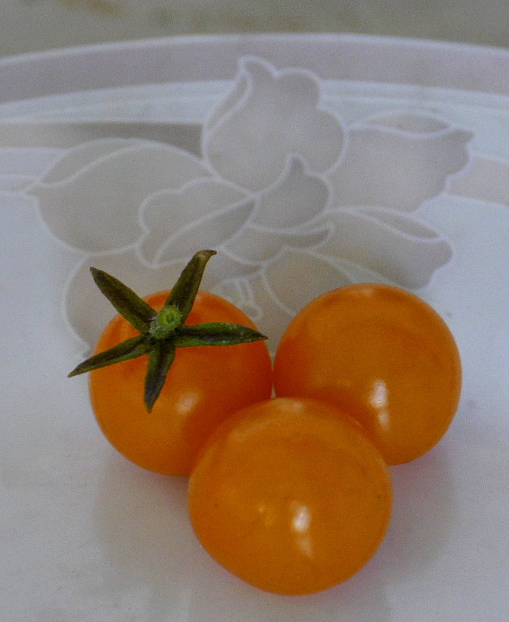 © www.mutbuergerdokus.de: Samenfeste Tomaten selbst angebaut - eine private 'Revolution auf dem Balkon' (Sorte: 'Sunviva')