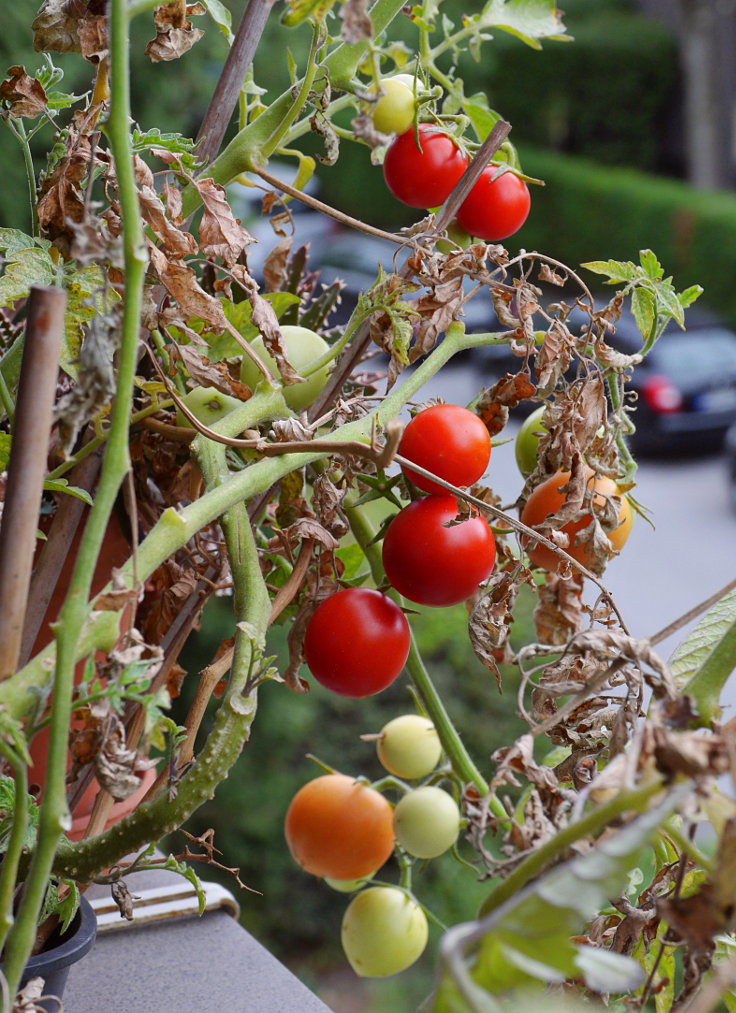 © www.mutbuergerdokus.de: Samenfeste Tomaten selbst angebaut - eine private 'Revolution auf dem Balkon' (Sorte: 'Biotomate')