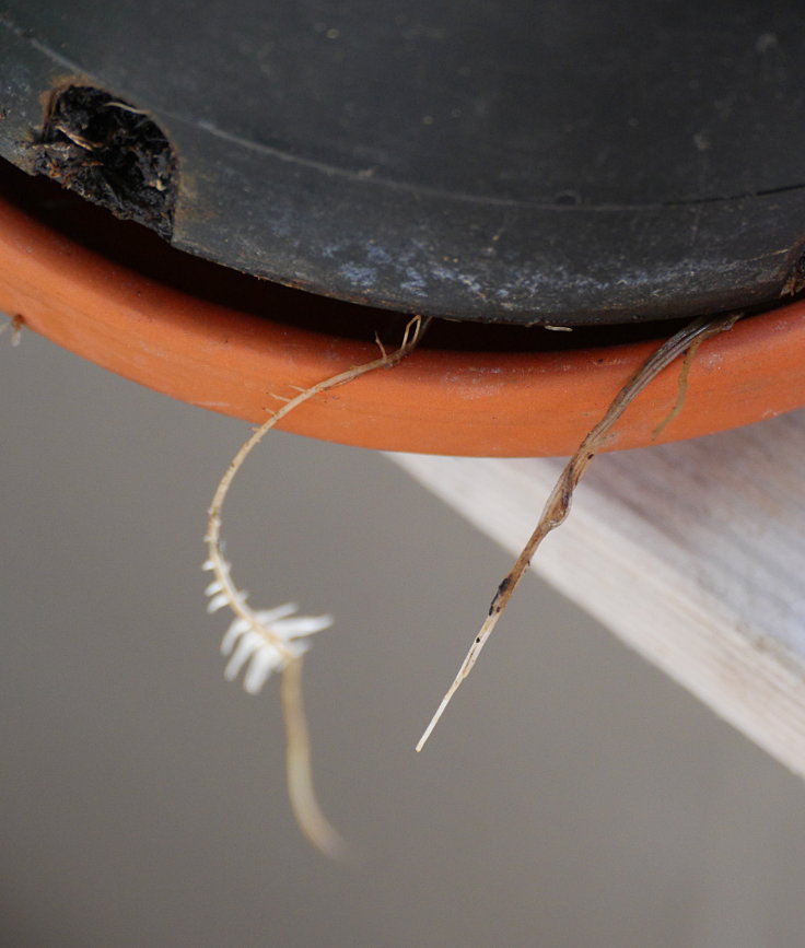 © www.mutbuergerdokus.de: Samenfeste Tomaten selbst angebaut - eine private 'Revolution auf dem Balkon'