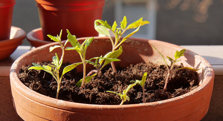 © www.mutbuergerdokus.de: Samenfeste Tomaten selbst angebaut - eine private 'Revolution auf dem Balkon' (Sorte: 'Freilandtomate')